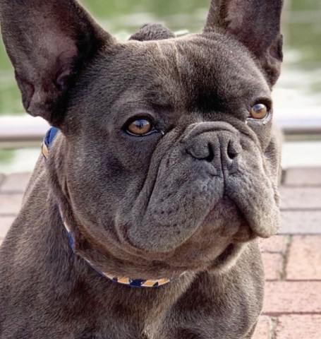 French Bulldog Stud 27067