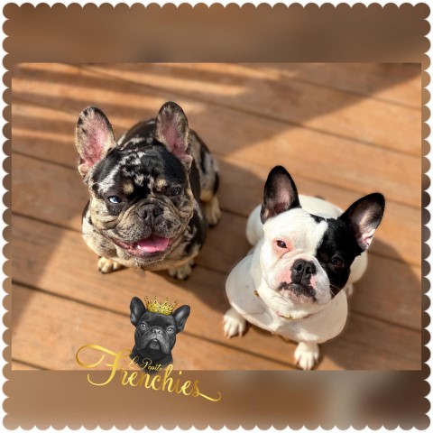 French Bulldog Breeder 29249