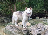 Luis - Siberian Husky Stud