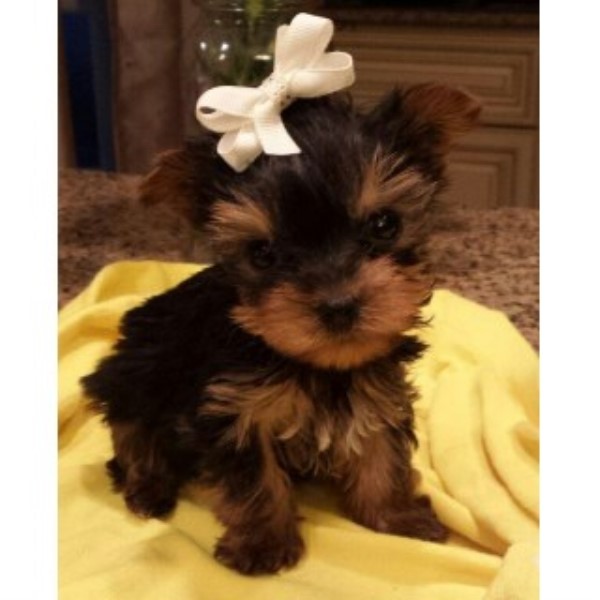 Yorkshire Terrier Breeder 20921