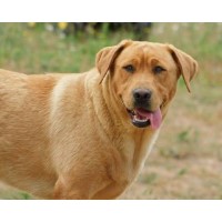 Silverwood Labradors Labrador Retriever breeder