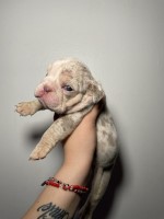 Money Bag Bulldogs English Bulldog breeder