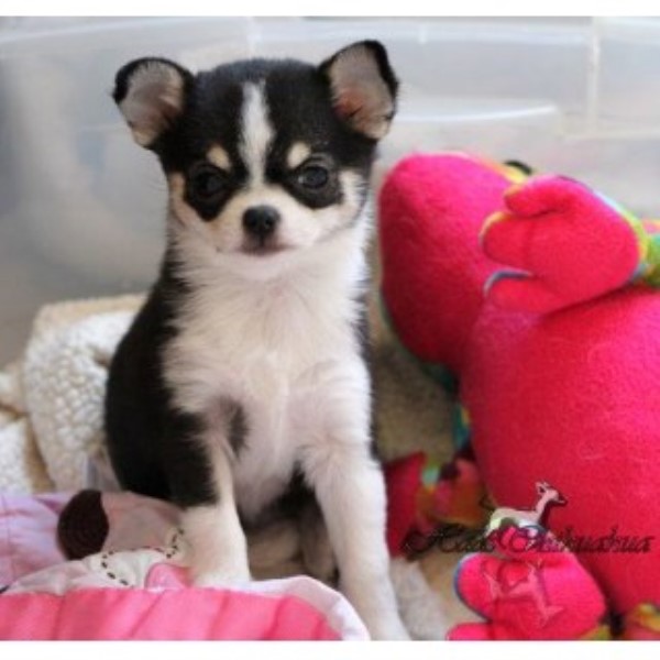 Chihuahua Breeder 14381