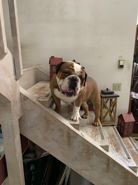 English Bulldog Stud 31236