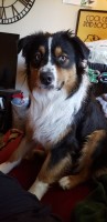 Christal Garcia - Australian Shepherd Dog Stud
