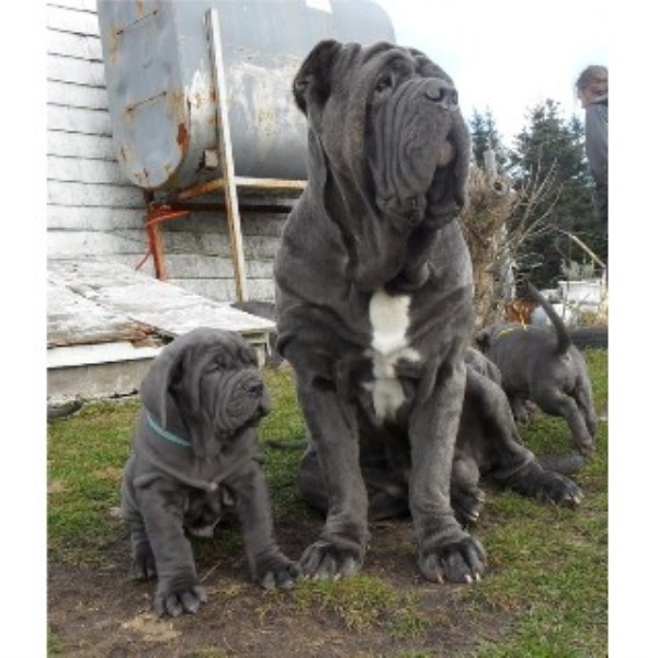 top neapolitan mastiff breeders