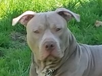 Pack of Pitts Kennels American Pit Bull Terrier breeder