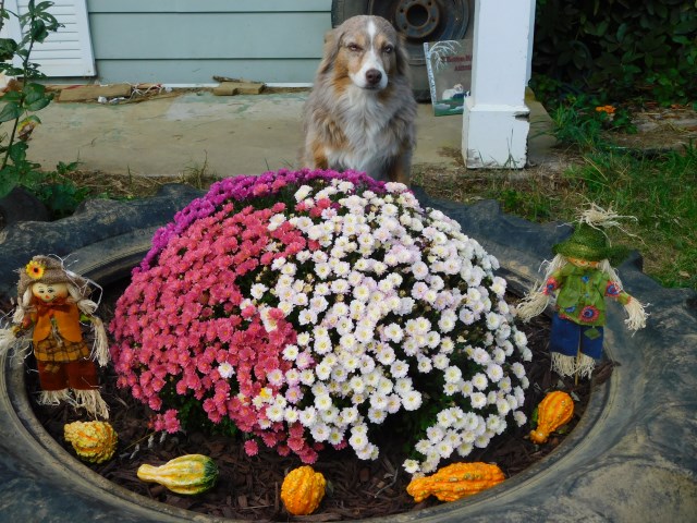 Illusion Mini Aussies