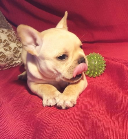 French Bulldog Breeder 20060