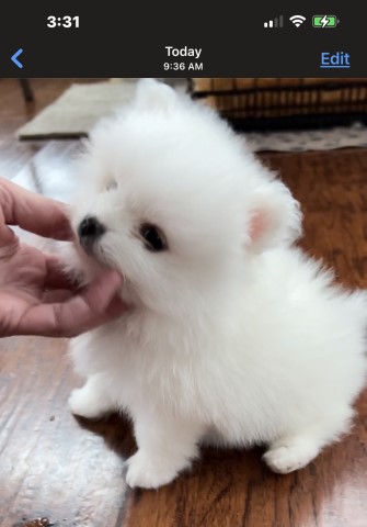 Cream-Puffs Pomeranian Puppies