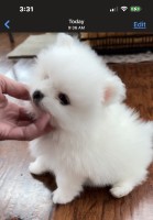 Cream-Puffs Pomeranian Puppies Pomeranian breeder