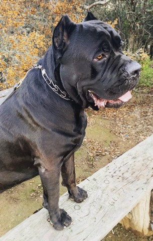 Cane Corso Stud 26402