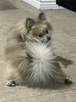 Ashley Bonner - Pomeranian Stud