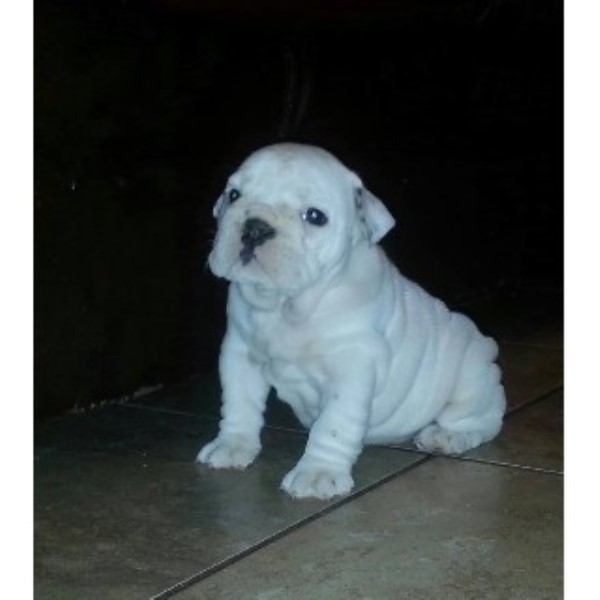 free puppies in mississippi ultimate bond englishbulldogs bulldog breeder in biloxi mississippi free puppies in mississippi ultimate bond englishbulldogs bulldog breeder in biloxi mississippi