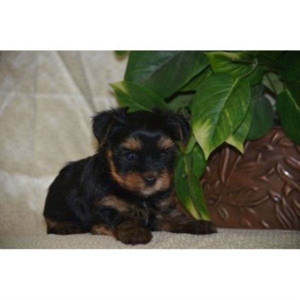 Yorkshire Terrier Breeder 23617