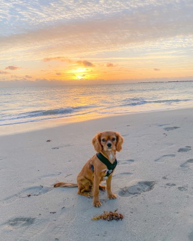 Cavalier King Charles Spaniel Stud 28776