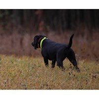 RiversWild Retrievers Labrador Retriever breeder