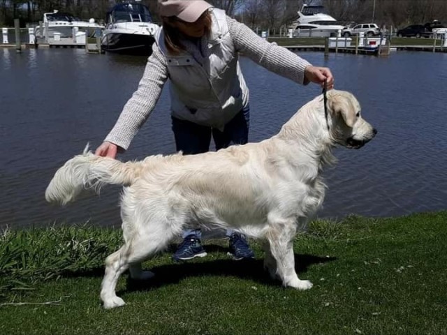 Kazams English Cream Golden Retrievers