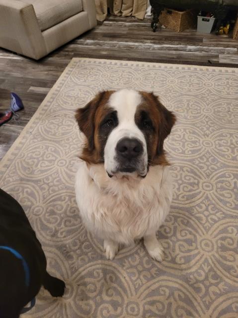 Saint Bernard Stud - Moose FB page