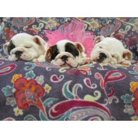 TRUEGABULLDOGS, LLC English Bulldog breeder