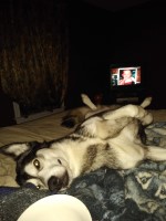 Michaela Miller - Alaskan Malamute Stud