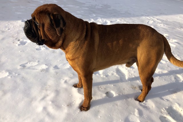 Majestic Bullmastiffs