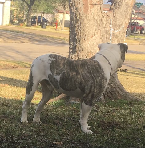 American Bulldog Stud 25917