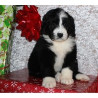 Chans Celebritygoldendoodles, AKC Standard Poodles, CKC Bernedoodles Goldendoodle breeder