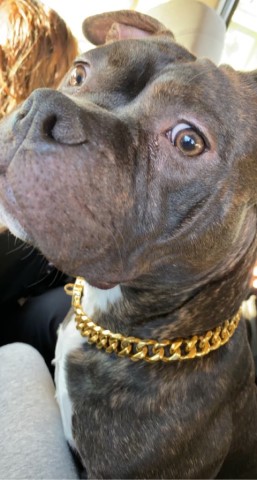 American Pit Bull Terrier Stud 31027