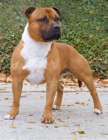 1950 Staffordshire Bull Terrier breeder