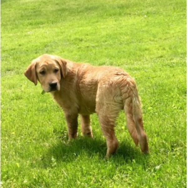 Crazy Tail Labradors