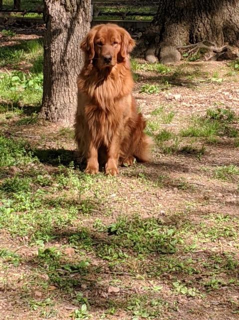 Top of the Hill Goldens