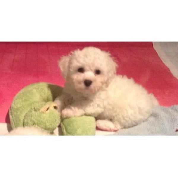 Bichon Frise Breeder 15225