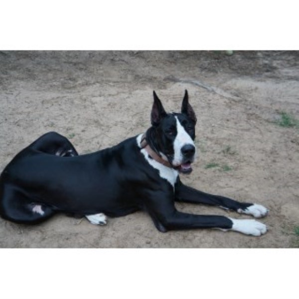 Great Dane Breeder 24935