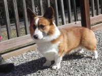 Pembroke Welsh Corgi thumbnail
