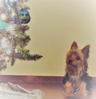 Jessica H. - Yorkshire Terrier Stud