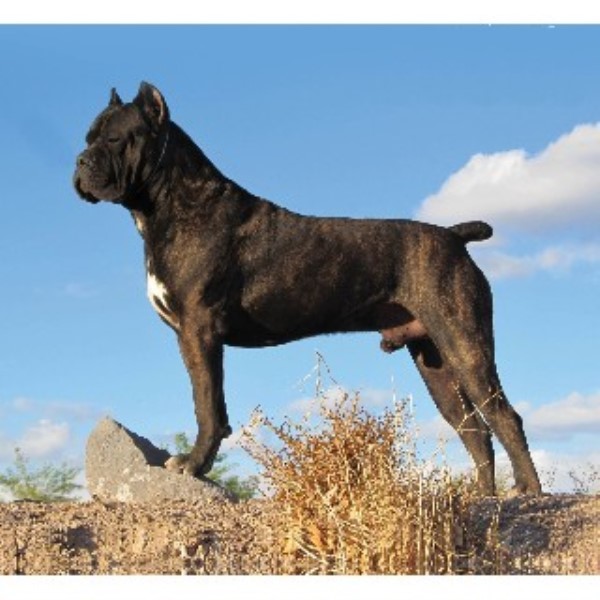 Bravado Cane Corso Cane Corso Stud In Columbus Ohio