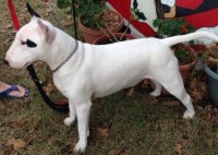 Bull Terrier thumbnail