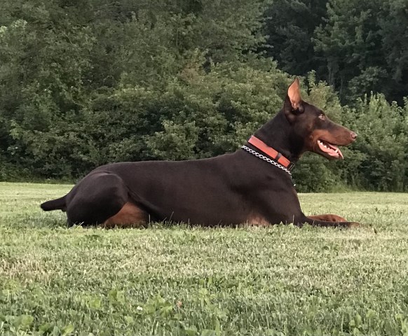 Doberman Pinscher Stud 31475