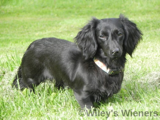 Wiley's Wieners, Dachshund Breeder in Romney, West Virginia