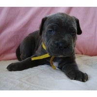 Brian Geiger Cane Corso breeder