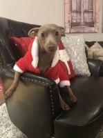 Andreea - Miniature Pinscher Stud