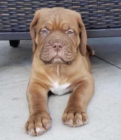 Dogue De Bordeaux Stud 30188