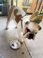 Roy Chapman - English Bulldog Stud