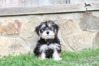 Red Poppy Pets Maltipoo breeder