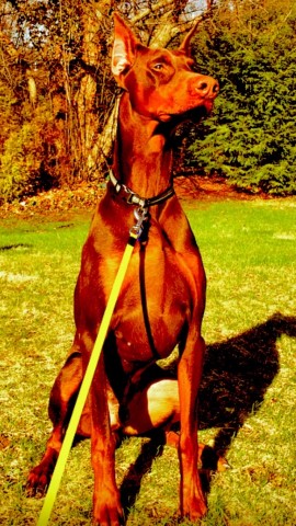 Doberman Pinscher Stud 29876