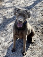 Kristen Bray - Labrador Retriever Stud