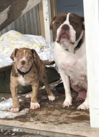 406 Alapahas Alapaha Blue Blood Bulldog breeder