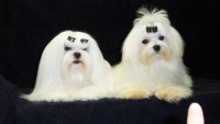 Maltese thumbnail