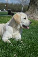 Chris - Labrador Retriever Stud